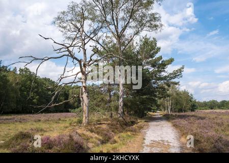 Naturschutzgebiet Buurserzand, Provinz Oberjissel, Haaksbergen, Niederlande, Europa Stockfoto