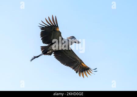 Schuhschnabel (Balaeniceps rex), auch Abu Markub, Abend, im Flug, gegen den Himmel, Die Flügel flossen aus, Bangweulu-Sümpfe, Sambia, Afrika Stockfoto