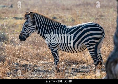 Prärie Zebra der Unterart Crawshay-Zebra (Equus quagga crawshayi), im Morgenlicht, Süd-Luangwa, Sambia, Afrika Stockfoto