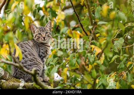 Europäische Hauskatze, saß auf einem Ast im Apfelbaum, braun-schwarzer Tabby, Katze fotografiert im Garten, Kanton Bern Schweiz Stockfoto