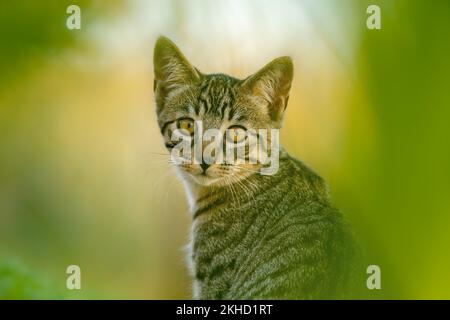 Europäische Hauskatze, Porträt, braun-schwarzer Tabby, Katze fotografiert im Garten, Kanton Bern Schweiz Stockfoto