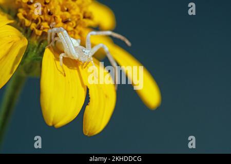 Weiße Krabbenspinne auf gelber Blume Stockfoto