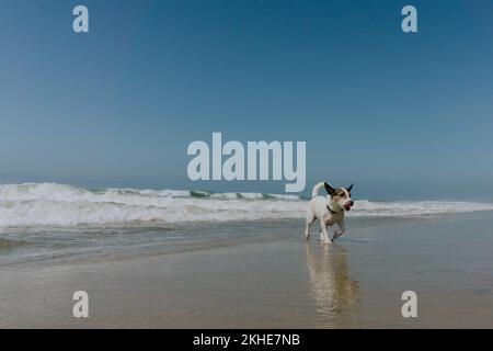 Ein kleiner Winkel von einem Jack Russell Terrier Hund, der an einem Sandstrand unter blauem Himmel mit seinem Spiegelbild im nassen Sand rennt Stockfoto