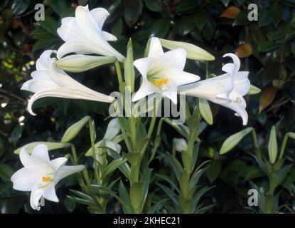 LILIUM LONGIFLORUM BLÜTEN, AUCH BEKANNT ALS OSTERN- ODER NOVEMBER-LILIEN. Stockfoto