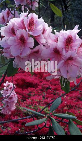 NAHAUFNAHME VON ROSA RHODODENDRON-BLUMEN. Stockfoto