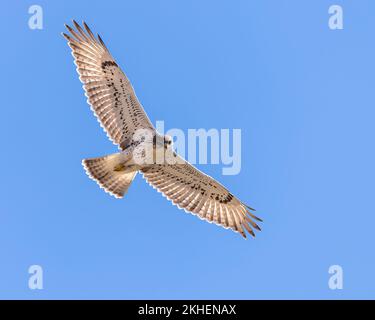 Ein junger Leichtmorph Ferruginous Hawk schwingt über die Prärie von Wyoming. Stockfoto