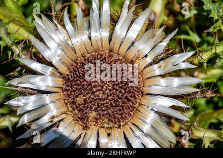 Carlina acaulis blüht auf der Wiese Stockfoto