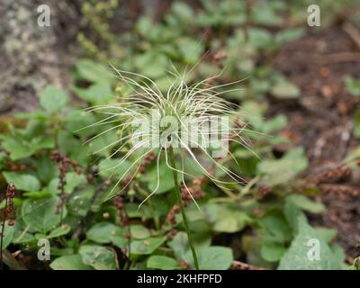 Nahaufnahme einer Alpenblume im Hyalite Canyon, Montana. Auf der Blüte ist eine Gartenspinne mit Bändern. Mit geringer Schärfentiefe fotografiert. Stockfoto