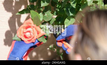 Gärtnerin in Schutzhandschuhen beim Rosenschneiden mit dem Hochentaster Stockfoto