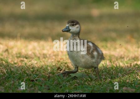 Baby-Ägyptische Gans (Alopochen aegyptiaca) Gosling-Nahtloses Rennen auf dem Gras in der Wildnis Südafrikas Stockfoto