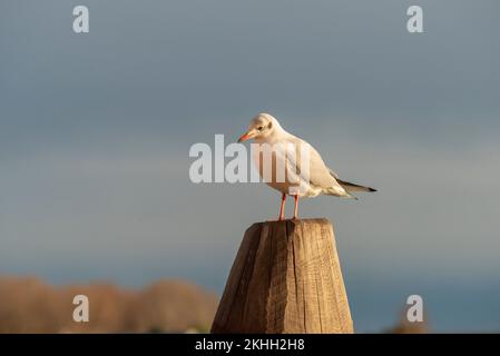 möwe sitzt auf einer großen Holzstange in Venedig, Italien Stockfoto