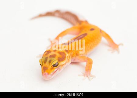 Leopardengecko, Eublepharis macularius, tremper albino isoliert weiß auf Hintergrund Stockfoto