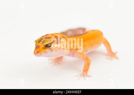 Leopardengecko, Eublepharis macularius, tremper albino isoliert weiß auf Hintergrund Stockfoto