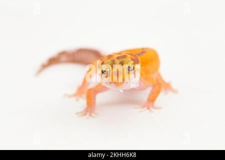 Leopardengecko, Eublepharis macularius, tremper albino isoliert weiß auf Hintergrund Stockfoto