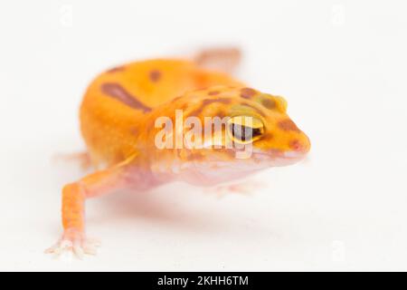 Leopardengecko, Eublepharis macularius, tremper albino isoliert weiß auf Hintergrund Stockfoto