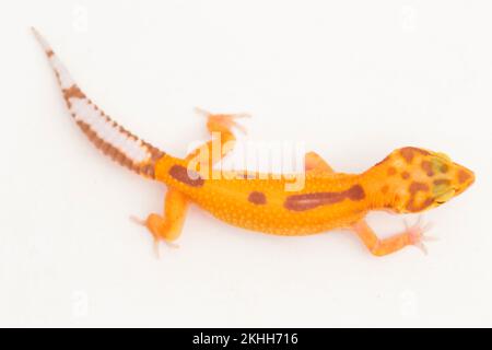 Leopardengecko, Eublepharis macularius, tremper albino isoliert weiß auf Hintergrund Stockfoto