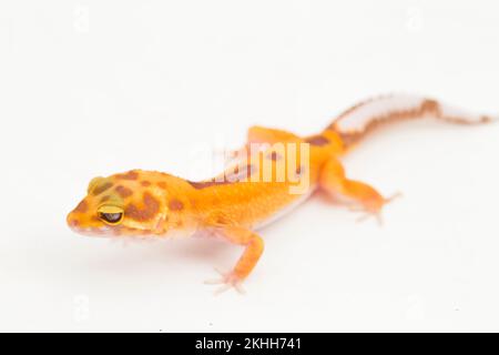 Leopardengecko, Eublepharis macularius, tremper albino isoliert weiß auf Hintergrund Stockfoto