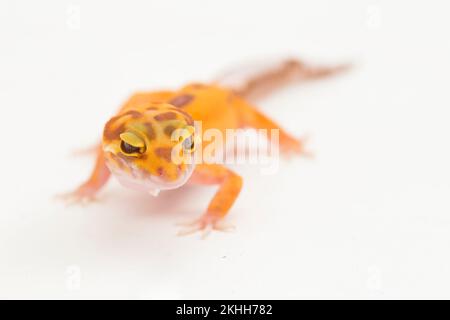 Leopardengecko, Eublepharis macularius, tremper albino isoliert weiß auf Hintergrund Stockfoto