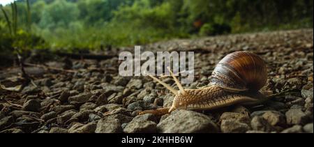 Eine Schnecke, die auf Felsen krabbelt Stockfoto