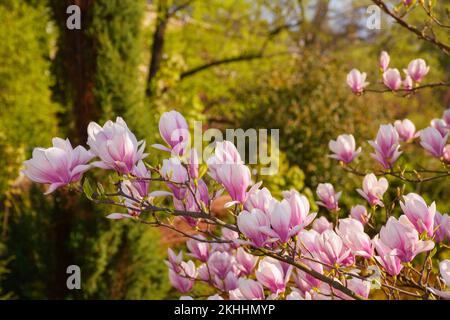 magnolienbaum in voller Blüte. Rosa Blumen auf den Zweigen im Morgenlicht. Das Frühlingskonzept ist da Stockfoto