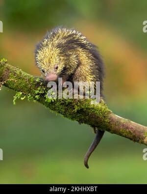 Mexikanisches haariges Stachelschwein Stockfoto