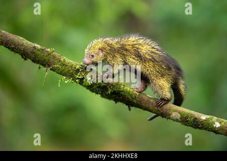 Mexikanisches haariges Stachelschwein Stockfoto