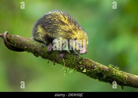 Mexikanisches haariges Stachelschwein Stockfoto