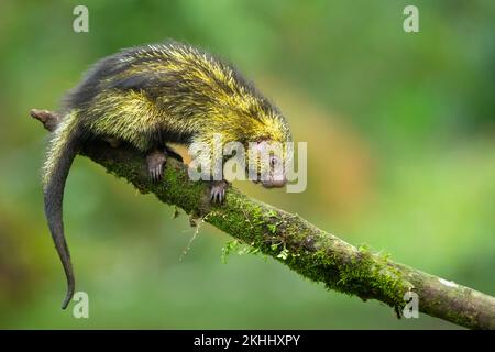 Mexikanisches haariges Stachelschwein Stockfoto