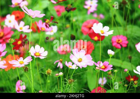 Blühender Cosmos bipinnatus, Garden Cosmos, mexikanische Asterblumen, viele schöne bunten Cosmos Blumen blühen im Garten Stockfoto