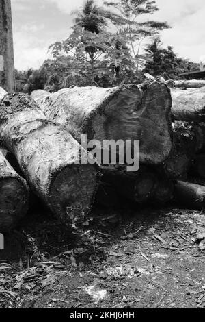 Schwarzweißfoto, Schwarzweißfoto von Holzstapeln aus dem Holzeinschlag in Pangandaran - Indonesien Stockfoto