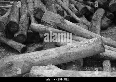 Schwarzweißfoto, Schwarzweißfoto von Holzstapeln aus dem Holzeinschlag in Pangandaran - Indonesien Stockfoto