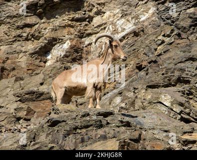 Barbaren Schafe (Ammotragus lervia) stehen auf einer Felswand Stockfoto