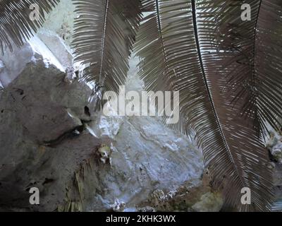 Braune Palmenblätter mit grauen und weißen Steinwänden im Hintergrund Stockfoto