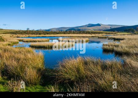 Blick vom Teich auf Mynydd Illtyd in Richtung Pen y Fan Left und Corn Du Right, in den Central Brecon Beacons an einem sonnigen Novembertag. Stockfoto