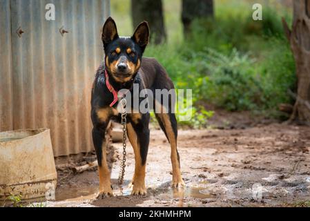 Ein Kelpie-Bauernhund wartet und beobachtet, ob er von der Kette gelassen wird und arbeiten und laufen darf Stockfoto