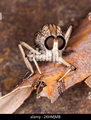 Atemberaubendes Bild von Räuber / Attentäterfliege, Asilidae Familie, ein nützliches Raubinsekt, auf Baumrinde, vor der Kamera, mit riesigen Augen deutlich sichtbar, Stockfoto