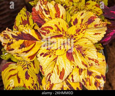 Ansammlung von spektakulären lebhaften gelben Blättern mit leuchtend roten Flecken von Solenostemon scutellarioides „Presido“, Coleus, einer immergrünen, ganzjährigen Pflanze Stockfoto