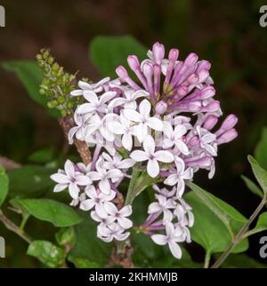 Gruppe blassrosa/weiß parfümierter Blüten von Zwerglila, Syringa meyeri x microphylla „Josee Dwarf“, ein Laubstrauch auf grünem Laubblatt, Stockfoto