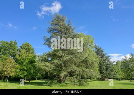 Kurpark, Salzbachtal, Wiesbaden, Hessen, Deutschland Stockfoto