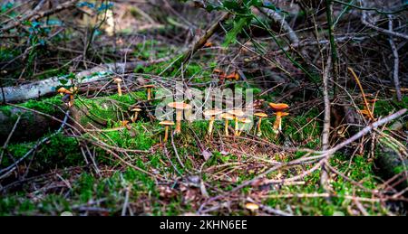 Nahaufnahme des gewöhnlichen Rustgill-Pilzes (Gymnopilus penetrans) Stockfoto