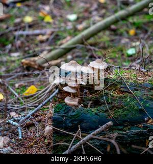 Nahaufnahme des Bonnet Pilzes (Mycena galericulata) Stockfoto