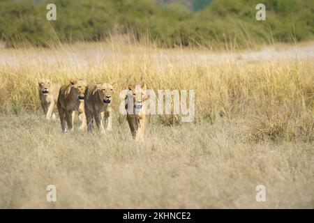 5 Löwen, Panthera leo, gehen Sie gemeinsam in die Reihe zur Kamera. Vorderansicht der Gesichter des Tieres. Chobe-Nationalpark, Botsuana, Afrika Stockfoto