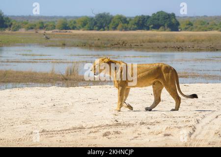 Löwin, (Panthera leo, überquert die Savanne vor dem Chobe River. Hinter dem wilden Tier ist Wasser. Seitenansicht. Chobe-Nationalpark, Botsuana, Afrika Stockfoto