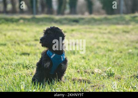 Ein goldendodles Hündchen, das auf einer Wiese sitzt. Der Familienhund wartet. Schwarzer Lockenmantel. Familienhund, der nicht ausscheidet. Tierfoto eines Hundes Stockfoto