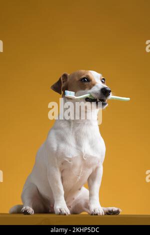 Hund mit einer Zahnbürste im Mund auf gelbem Hintergrund. Hochwertige Fotos Stockfoto