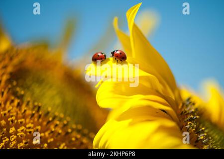 Zwei Marienkäfer auf einer gelben Blume. Hochwertiges Foto Stockfoto