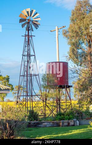 Eine alte Windmühle überragt weit entfernte Bäume in einer Koppel voller gelber Rübenkraut, perfekt für das Grasen von Schafen auf einer Farm im Nordwesten von NSW, Australien Stockfoto