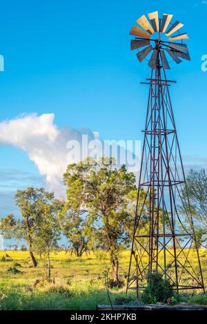 Eine alte Windmühle überragt weit entfernte Bäume in einer Koppel voller gelber Rübenkraut, perfekt für das Grasen von Schafen auf einer Farm im Nordwesten von NSW, Australien Stockfoto