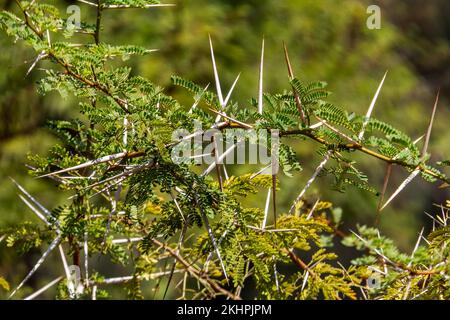 Akazienäste mit Dornen und jungen grünen Blättern schließen sich Stockfoto