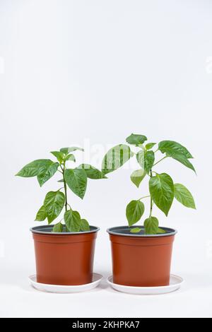 Paprika aus Samen anbauen. Schritt 9 - erste Blumen, Blüten Stockfoto